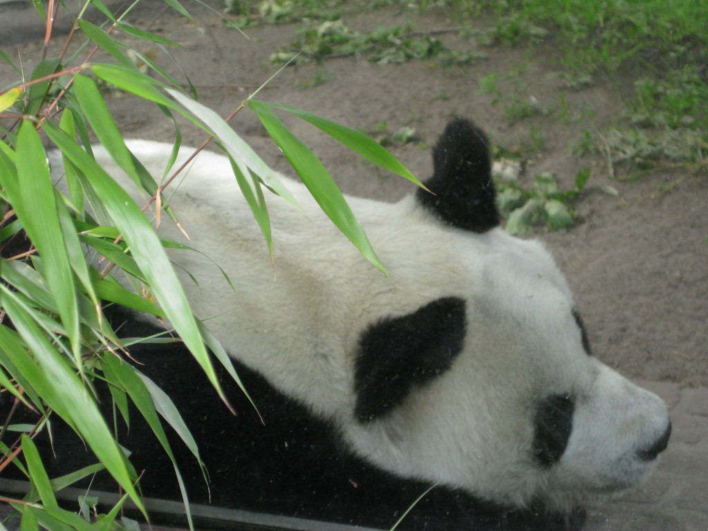 Panda at Berliner Zoo