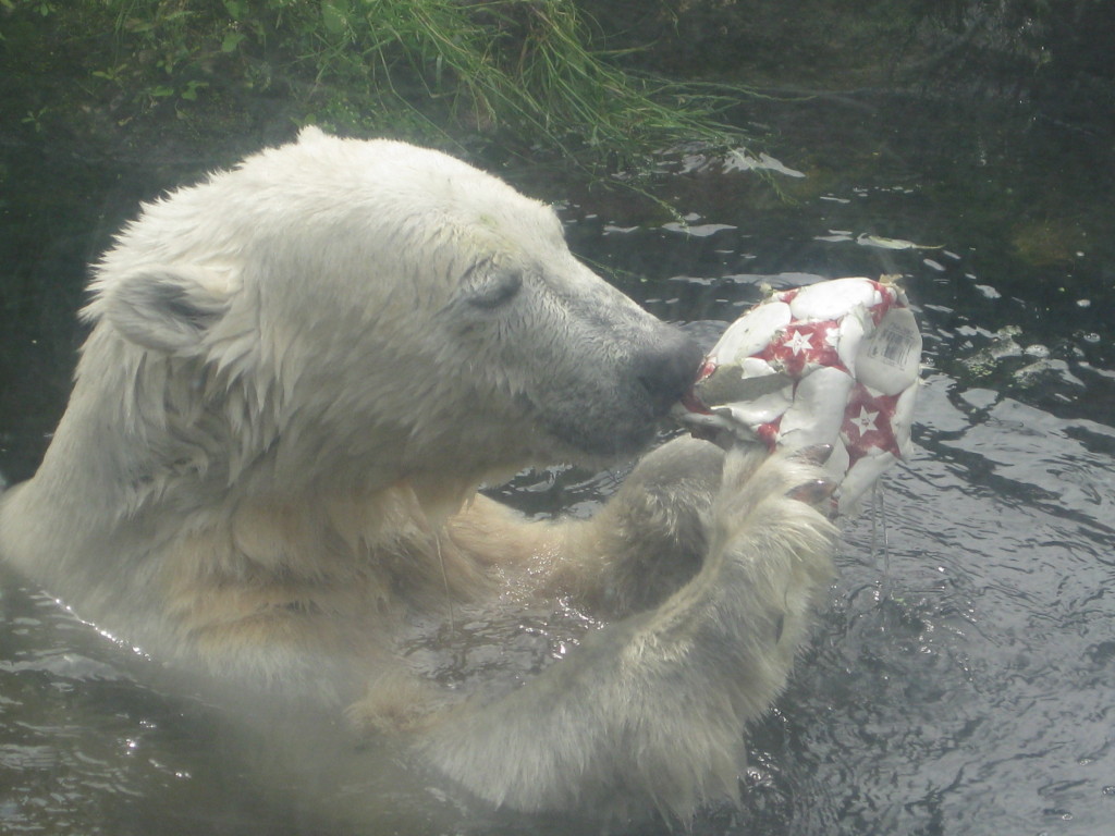 Knut at Berliner Zoo