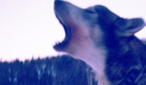 Cinema & Media Arts professor’s Alaskan dog mushing film to be screened at Nashville festival